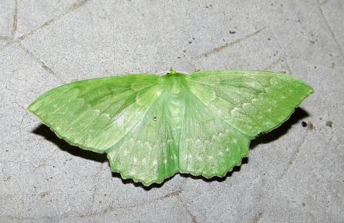 Réf. 285 856 : Geometra papilionaria